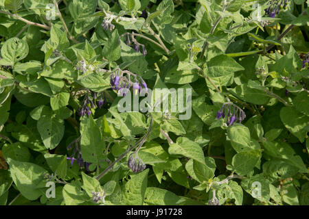 Holzige Nachtschatten oder Zartbitter, Solanum Dulcamara, blühende Pflanze wächst in die Schindel Chesil Beach, Dorset, Mai Stockfoto