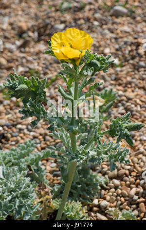 Gelbe gehörnten Mohn oder gelbe Hornpoppy, Glaucium Flaviium, Pflanze, Blüte wachsen auf Schindel auf Chesil Beach in Dorset, kann Stockfoto