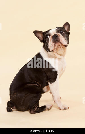 Bulldogge, Schritt, Stufe, Profil, schön, beauteously, schön, isoliert, Tier, Stockfoto