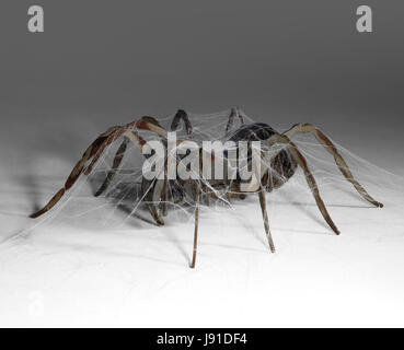 Kunst, Fantasie, Eisen, Spinne, Dekoration, Geschäfte, Geschäft, Geschäft Stockfoto