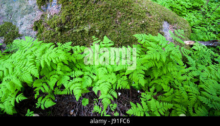 Junge westliche Oakfern (Gymnocarpium Dryopteris) Wedel Stockfoto