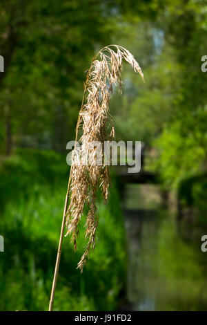 Sculthorpe, Moor, Naturschutzgebiet, Feuchtgebiet, Norfolk, England, UK Stockfoto