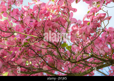 Rosa Hartriegel Baum in voller Blüte. Stockfoto