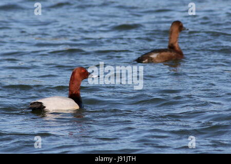 Männlichen und weiblichen europäischen Tafelenten Ente (Aythya 40-jähriger). Stockfoto