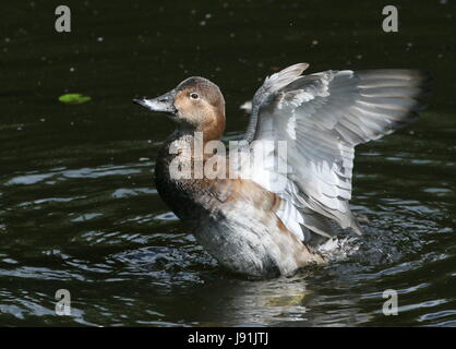 Weibliche Europäische Tafelenten Ente (Aythya 40-jähriger) mit ihren Flügeln. Stockfoto