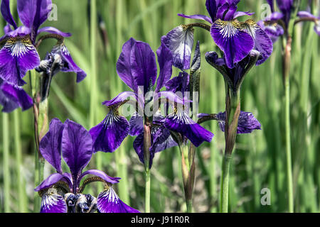 Blüten von Iris (Iris Germanica, Barbata) Stockfoto