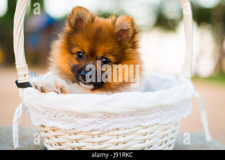 Schöne Deutscher Zwergspitz Welpen in einem Weidenkorb Stockfoto