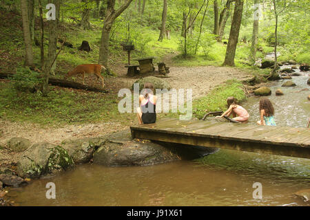 Kinder, die Hirsche betrachten, die sich ihrem Picknickplatz im Wald nähern. Blue Ridge Parkway, Virginia, USA Stockfoto