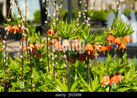 Chicago Illinois in der Nähe von North Seite herrliche Meile N Michigan Avenue Crown Imperial Kätzchen an orangen Blüten Kätzchen Zweige Flora Blütenpracht Pflaster Stockfoto