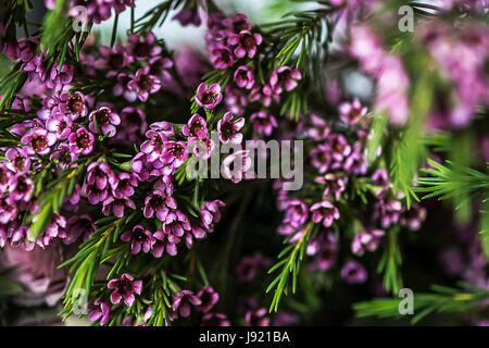 Makro-Foto von Geraldton Wachs Blumen (Chamelaucium Uncinatum) Stockfoto