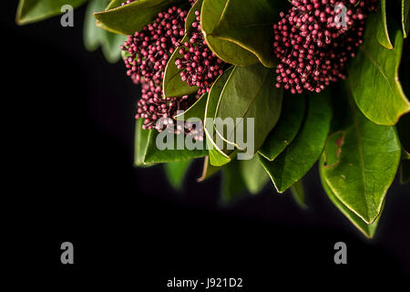 Rot/rosa Blumen auf einem Skimmia Stockfoto