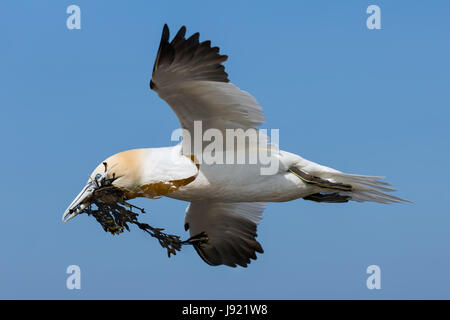 Fliegende Basstölpel sammeln Seetang bauen eine Nest an den Klippen des deutschen Insel Helgoland in der Nordsee Stockfoto