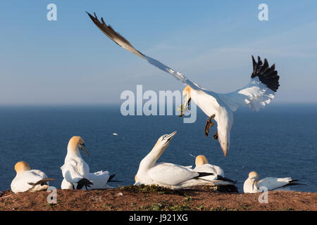 Basstölpel Nestbau mit Seetang an den Klippen des deutschen Insel Helgoland in der Nordsee Stockfoto