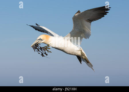 Fliegende Basstölpel sammeln Seetang bauen eine Nest an den Klippen des deutschen Insel Helgoland in der Nordsee Stockfoto