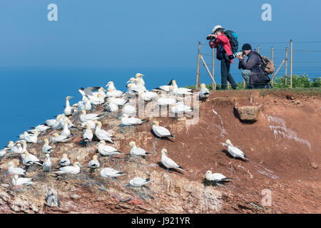 HELGOLAND, Deutschland - 27. Mai 2017: Fotografen Fotografieren von brütenden Basstölpel an roten Klippen von Helgoland Stockfoto