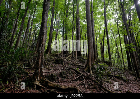 Ein künstlichen Mahagoni Wald dicht in einer zwei Kilometer langen Strecken befindet sich an der Grenze des Loboc und Bilar Städte der Insel Bohol Mahagonibäume gepflanzt Bohol Waldblick befindet sich in der Region Central Visayas auf den Philippinen Stockfoto