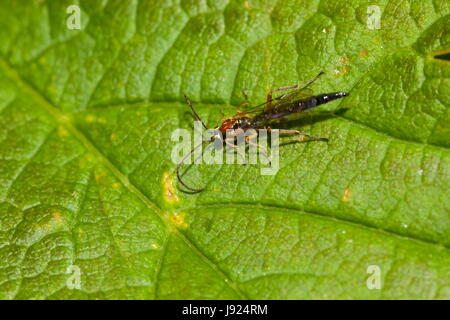 Eine Schlupfwespe (wahrscheinlich Tromatobia Lineatoria) Rasts auf einem Blatt Stockfoto