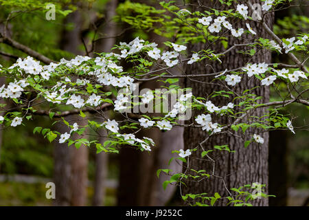 Hartriegel Blüten auf ihrem Höhepunkt nach einem Frühlingsregen. Stockfoto
