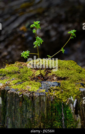 Ein junger Baum Sprossen aus einem alten, Toten stumpf, geben ein gutes Beispiel für einen Neuanfang oder Wiedergeburt. Stockfoto