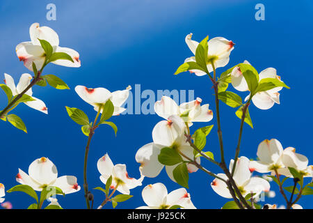 Schöne Hartriegel Blüten an einem herrlichen Frühlingsmorgen. Stockfoto
