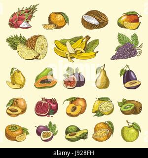 Satz von Hand gezeichnet, gravierte frisches Obst, vegetarische Speisen, Pflanzen, Vintage Orange und Apfel, Traube mit Kokos, Gragonfruit, Birne, Pfirsich, Pflaume. Stock Vektor