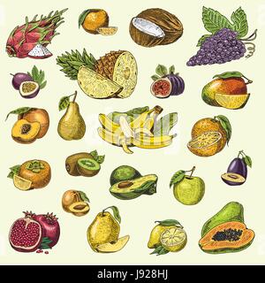 Satz von Hand gezeichnet, gravierte frisches Obst, vegetarische Speisen, Pflanzen, Vintage Orange und Apfel, Traube mit Kokos, Gragonfruit, Birne, Pfirsich, Pflaume. Stock Vektor