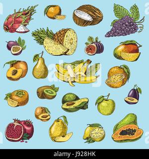 Satz von Hand gezeichnet, gravierte frisches Obst, vegetarische Speisen, Pflanzen, Vintage Orange und Apfel, Traube mit Kokos, Gragonfruit, Birne, Pfirsich, Pflaume. Stock Vektor
