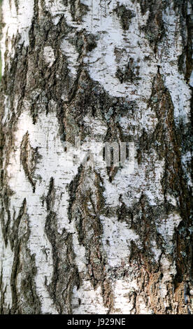 Schöne Holzstruktur Birke in Nahaufnahme fotografiert Stockfoto