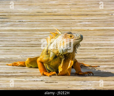 Orange-Iguana am pier Stockfoto
