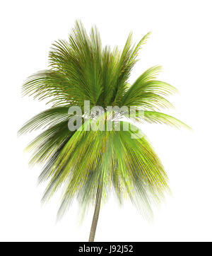 optional, Palmen, Palme, Baum, Coco, Palmen, auseinander, extra, isoliert, Objekt Stockfoto