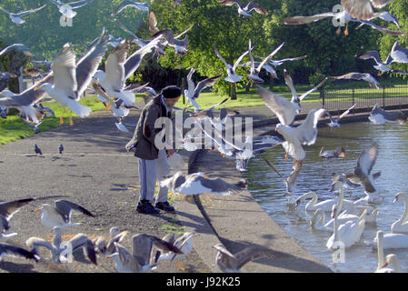 Sikh h Greis mit Turban Fütterung Möwen füttern im Park mit Schwäne im Teich See Stockfoto