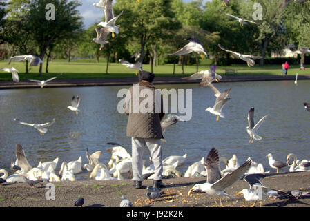 Sikh h Greis mit Turban Fütterung Möwen füttern im Park mit Schwäne im Teich See Stockfoto