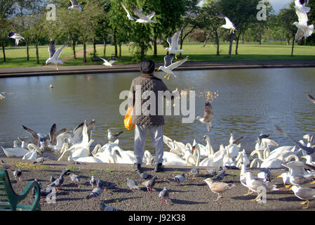 Sikh h Greis mit Turban Fütterung Möwen füttern im Park mit Schwäne im Teich See Stockfoto