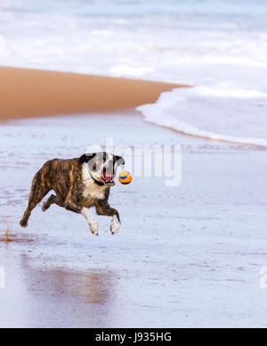 Mein Hund, ein australisches Koolie springen nach einem Chuck es ball am Strand in Bunbury WA Stockfoto