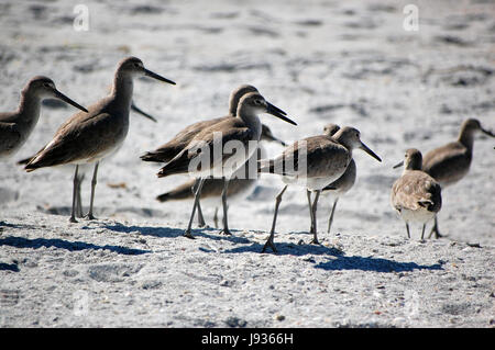 Tourismus, Sumpf, Usa, Salzwasser, Meer, Ozean, Wasser, Natur, Detail, historische, Stockfoto