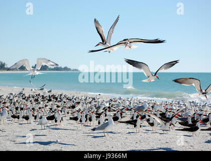 Tourismus, Sumpf, Usa, Salzwasser, Meer, Ozean, Wasser, Natur, Detail, historische, Stockfoto