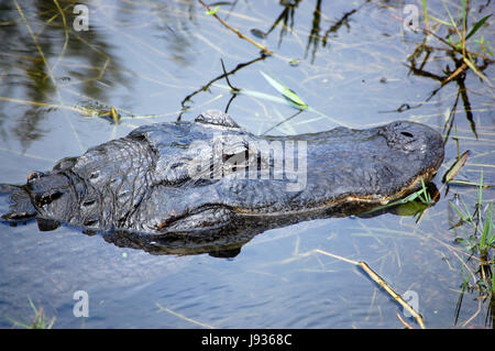 Alligator Stockfoto