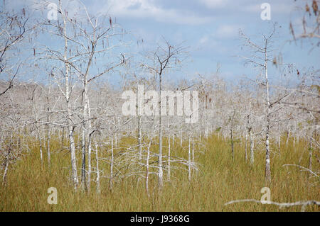 Tourismus, Sumpf, Usa, Salzwasser, Meer, Ozean, Wasser, Natur, Detail, historische, Stockfoto