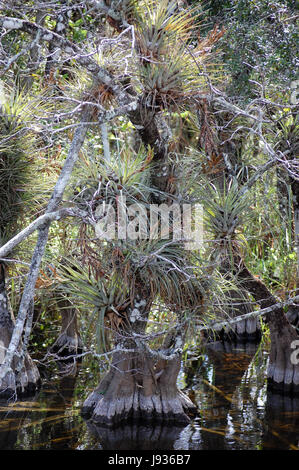 Tourismus, Sumpf, Usa, Salzwasser, Meer, Ozean, Wasser, Natur, Detail, historische, Stockfoto