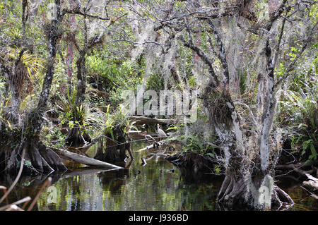 Tourismus, Sumpf, Usa, Salzwasser, Meer, Ozean, Wasser, Natur, Detail, historische, Stockfoto