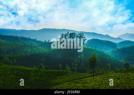 Munnar, Teegarten Munnar, Munnar Kerala, Kerala Tourism, Sunrise in Munnar, morgen mal in Munnar, Kerala Tourism Stockfoto