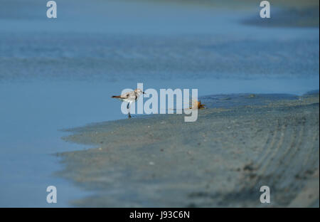 Caspian Regenpfeifer (Charadrius Asiaticus) am Ufer Stockfoto