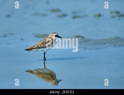 Caspian Regenpfeifer (Charadrius Asiaticus) am Ufer Stockfoto