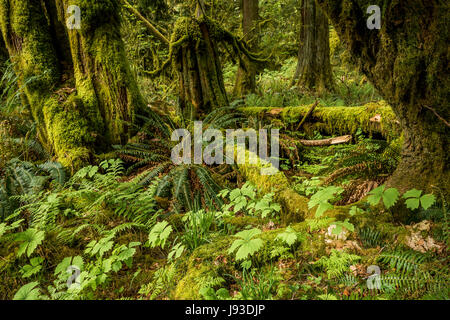 Vanille Blatt, Farnen und Moos bedeckt Bäume, Cathedral Grove, MacMillan Provincial Park, Vancouver Island, British Columbia, Kanada. Stockfoto