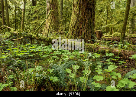 Vanille Blatt, Farnen und Moos bedeckt Bäume, Cathedral Grove, MacMillan Provincial Park, Vancouver Island, British Columbia, Kanada. Stockfoto