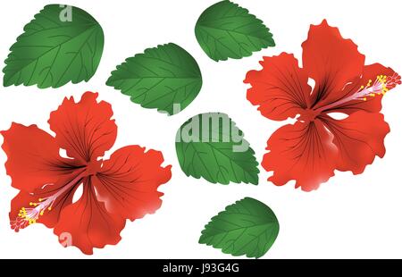 Vektor der roten Hibiskus / China-Rose und grünes Blatt, isolierte Abbildung Stock Vektor