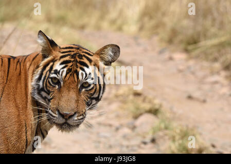 Wilde Royal Bengal Tiger im Ranthambore Nationalpark in Rajasthan, Indien Stockfoto