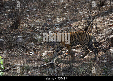 Wilde Royal Bengal Tiger im Ranthambore Nationalpark in Rajasthan, Indien Stockfoto