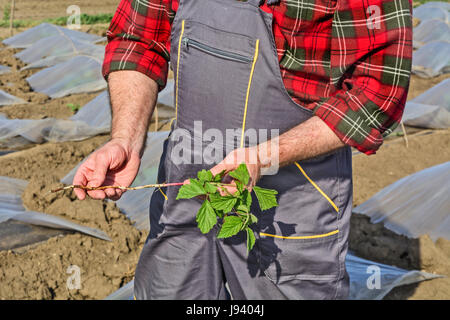 Der Bauer im Feld mit jungen Leuten zeigt, dass nur Wassermelonen frisch gerissen Unkraut erschienen. Stockfoto