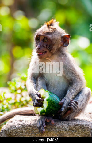 Junge Long-tailed Macaque Affen Essen in einem park Stockfoto